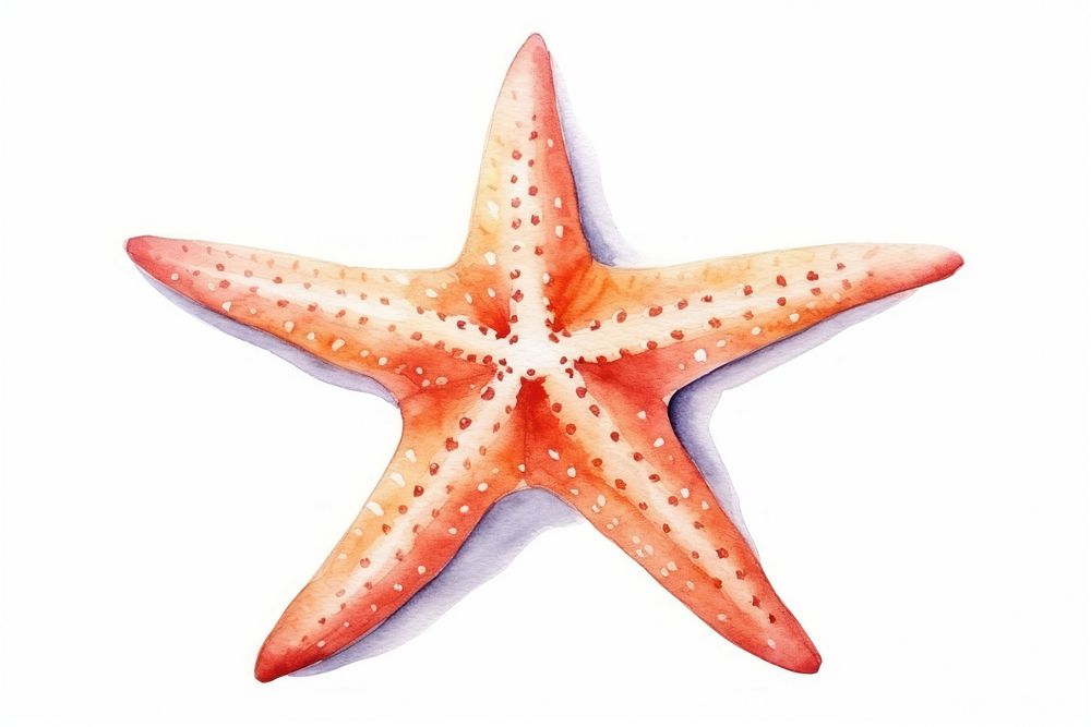 Starfish white background invertebrate echinoderm. AI generated Image by rawpixel.