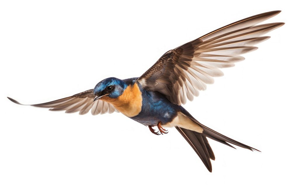 Swallow flying swallow animal. AI generated Image by rawpixel.