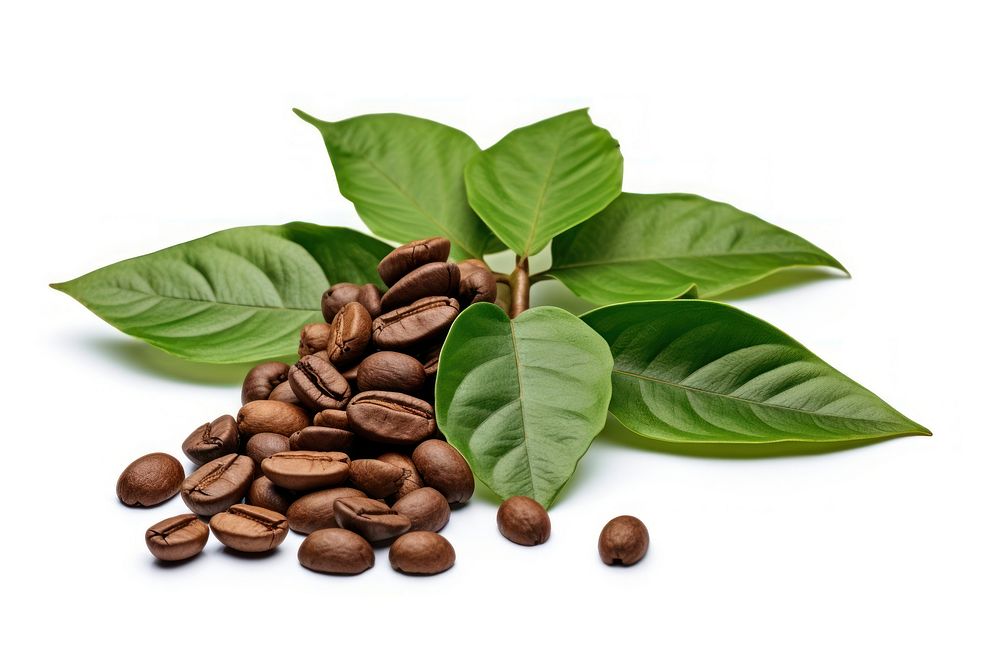 Coffee plant white background ingredient. AI generated Image by rawpixel.