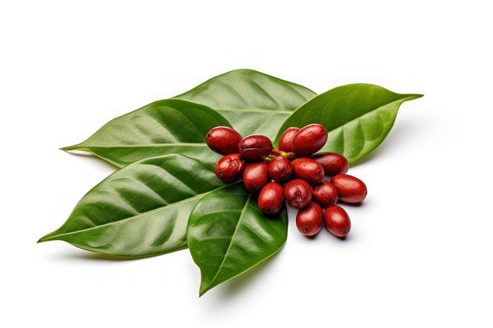 Coffee plant food leaf. 