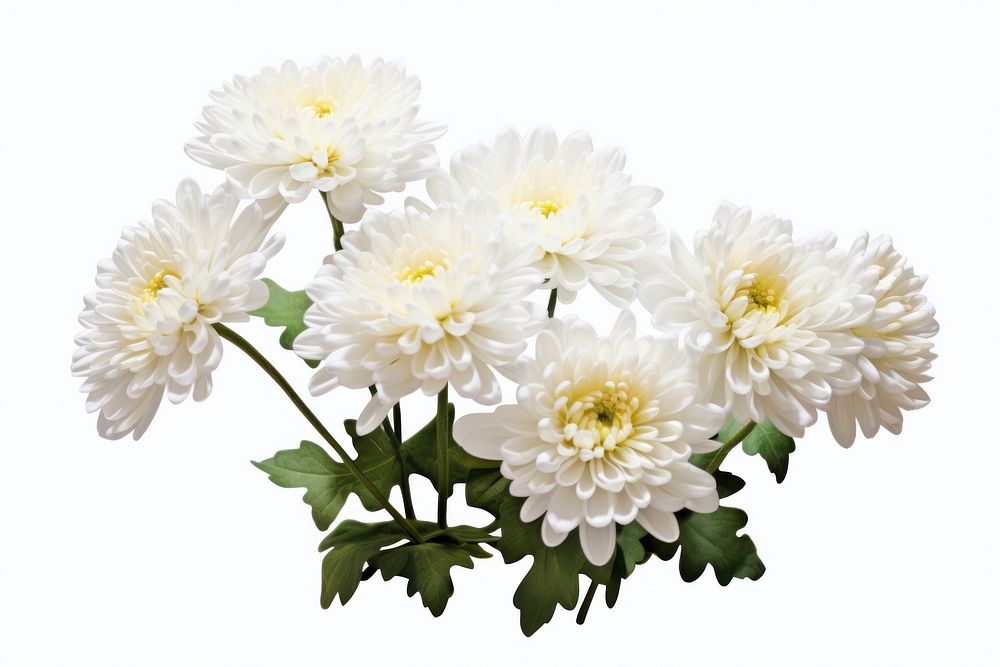 Chrysanthemum chrysanths blossom flower. AI generated Image by rawpixel.