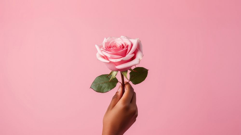 a hand holding a rose, pink solid color background.  