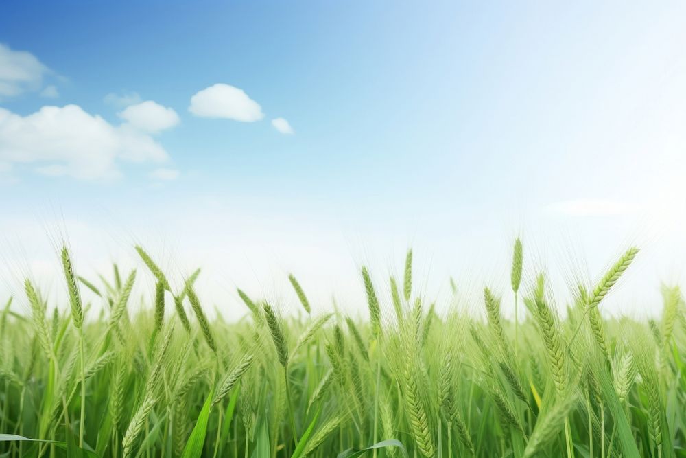 Agriculture backgrounds landscape outdoors. 