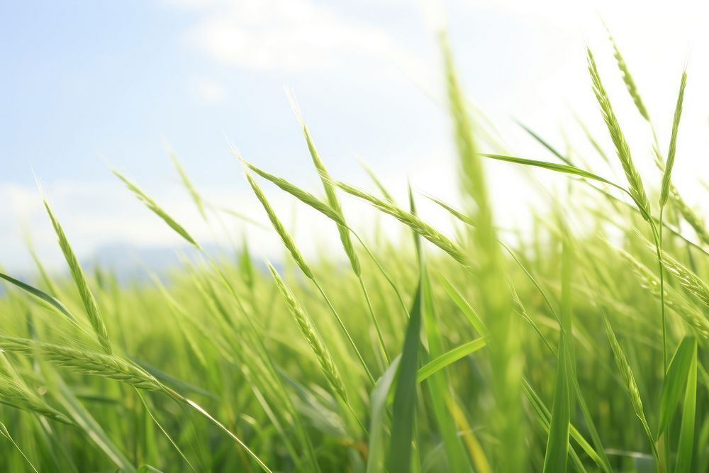 Agriculture  grassland outdoors. 