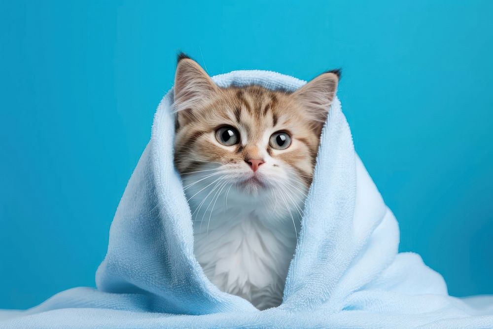 Cat in blanket, blue background. 