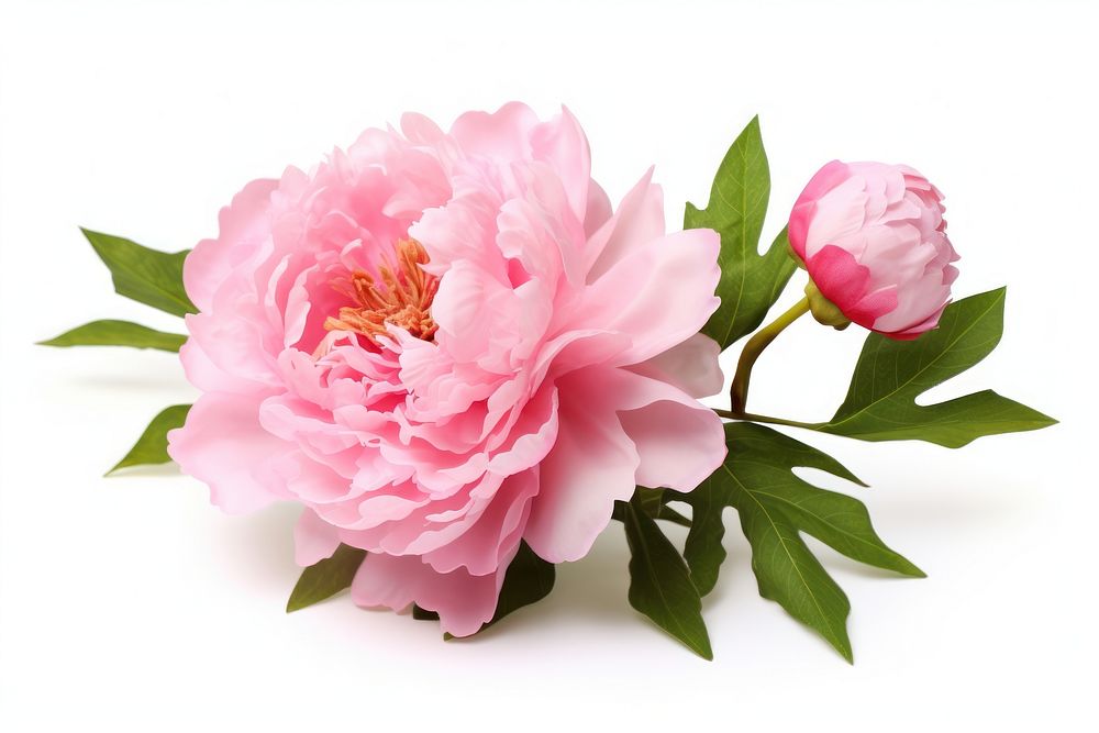 Peony flower blossom plant rose. AI generated Image by rawpixel.