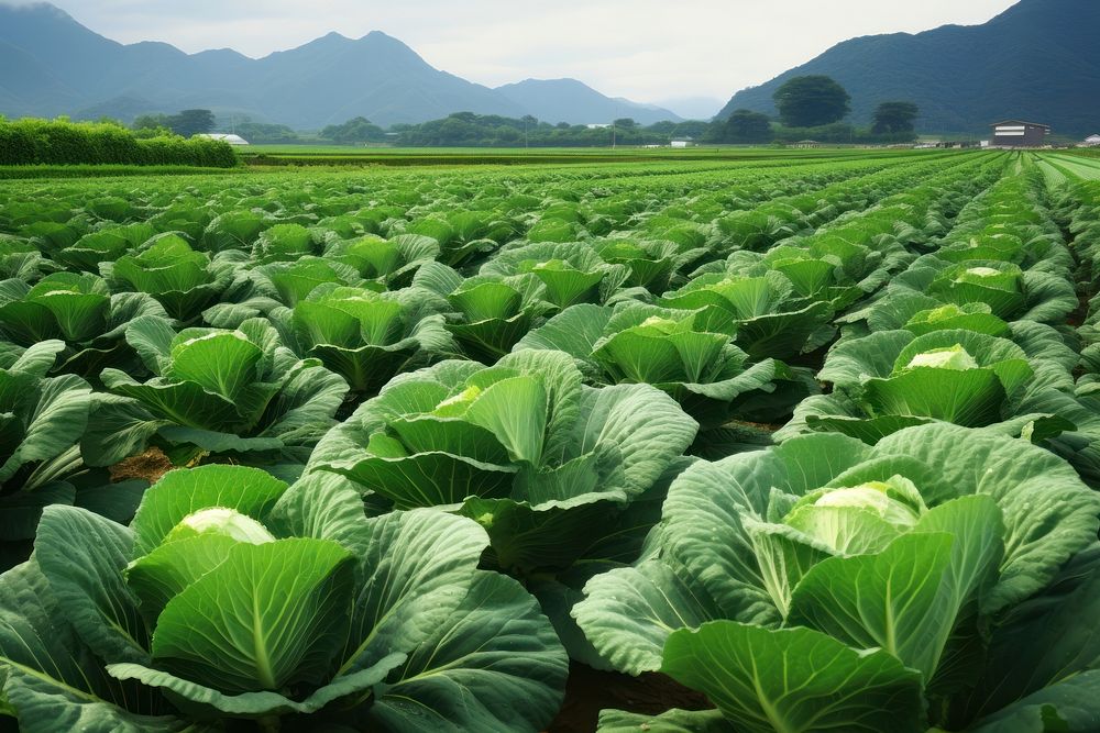 Cabbage farm agriculture vegetable outdoors. AI generated Image by rawpixel.