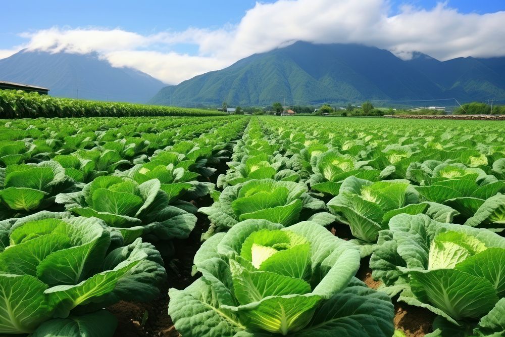 Cabbage farm agriculture vegetable outdoors. AI generated Image by rawpixel.