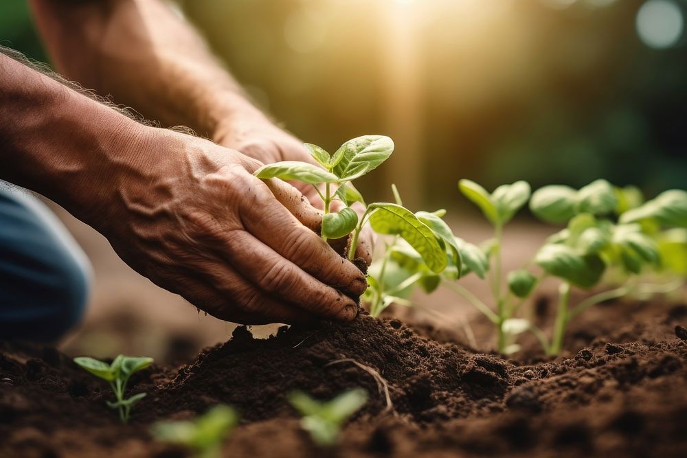 Plant gardening soil agriculture. 