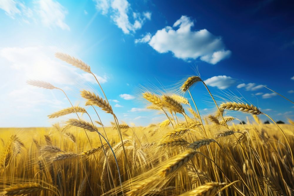 Field wheat sky agriculture. AI generated Image by rawpixel.