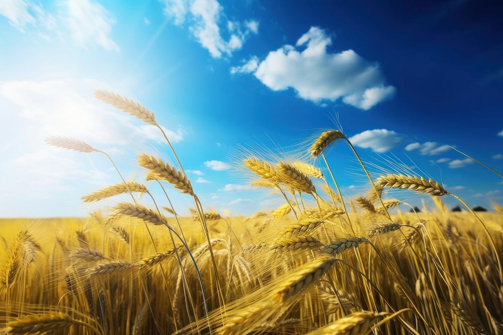 Field wheat sky agriculture. 