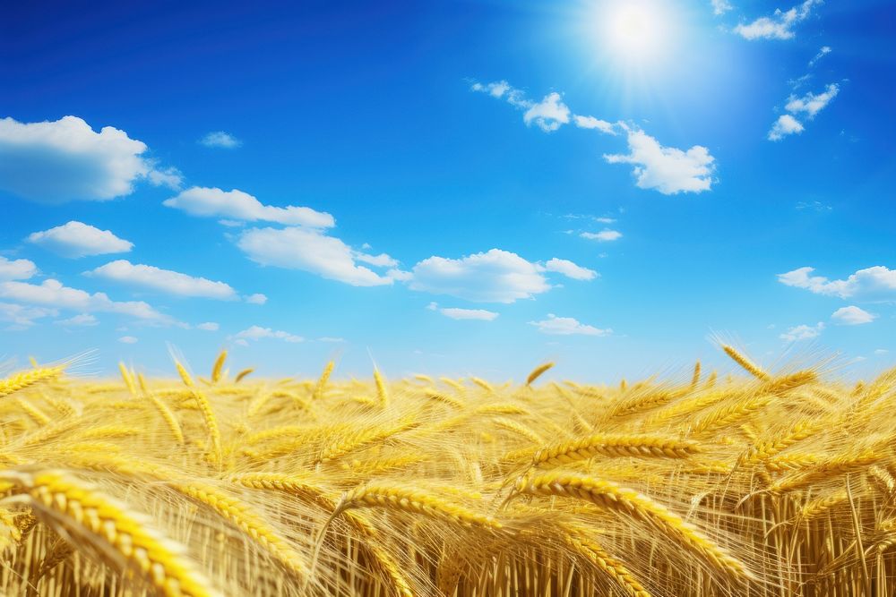 Ukrainian flag field wheat sky. AI generated Image by rawpixel.