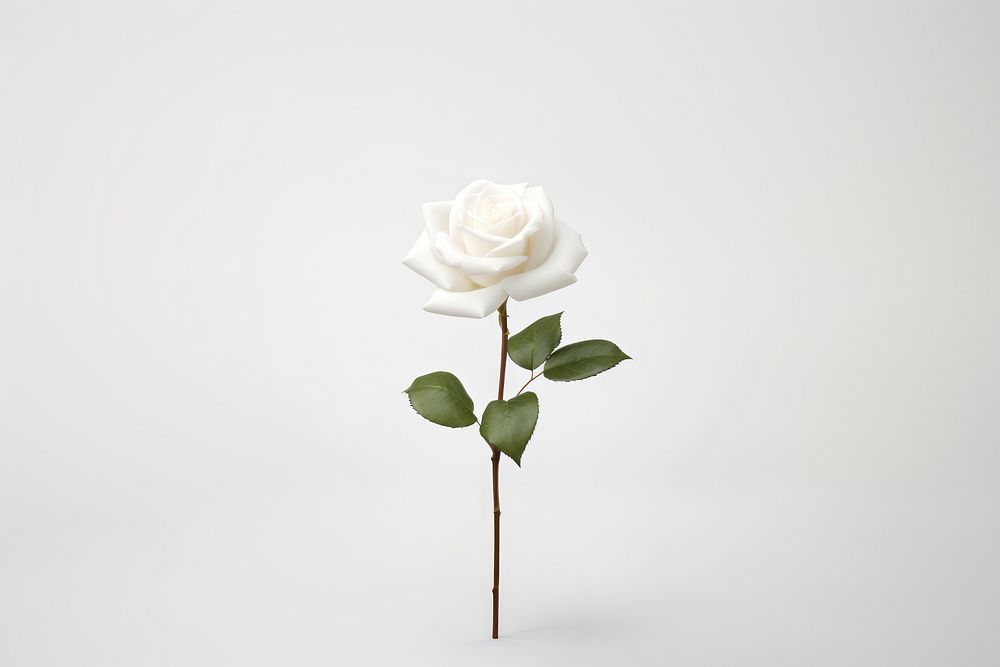 Rose white realistic flower. AI generated Image by rawpixel.
