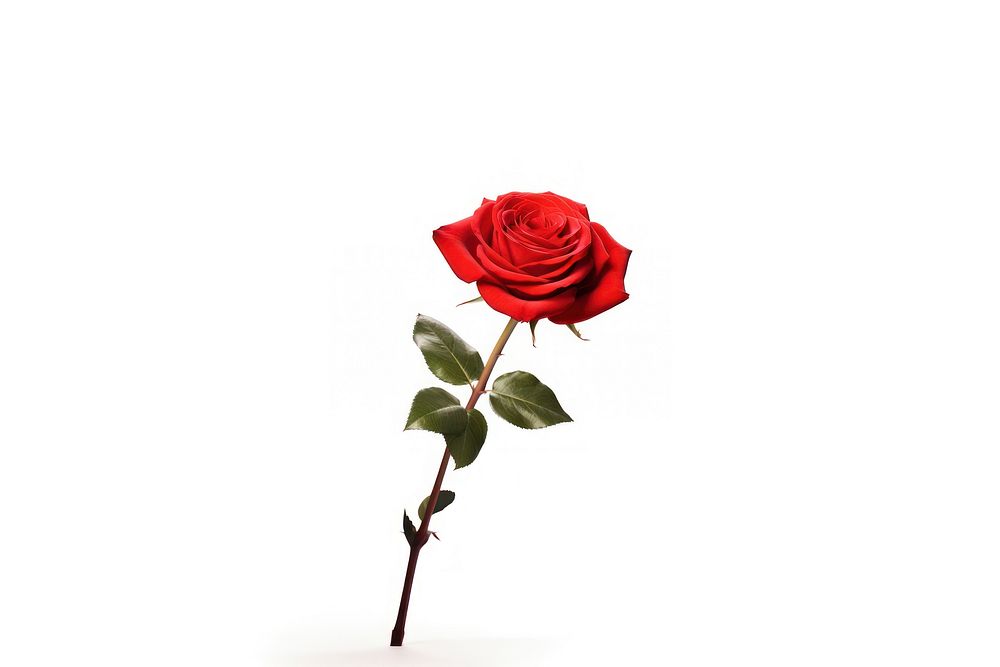 Rose red realistic flower. AI generated Image by rawpixel.