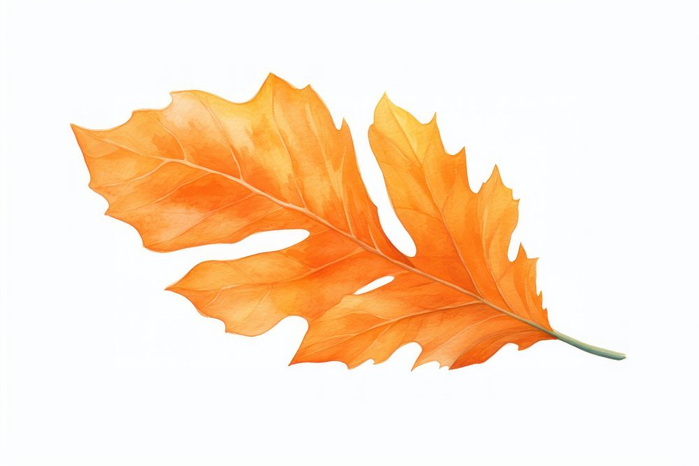 A watercolor of an orange leaf leaves plant tree.