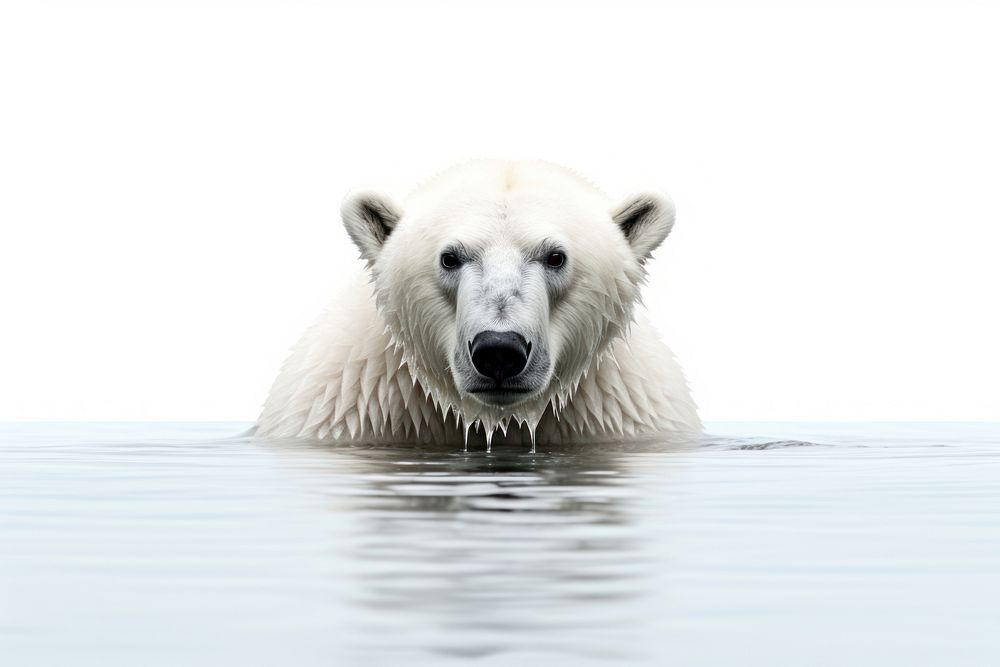 Polar bear wildlife animal mammal. AI generated Image by rawpixel.