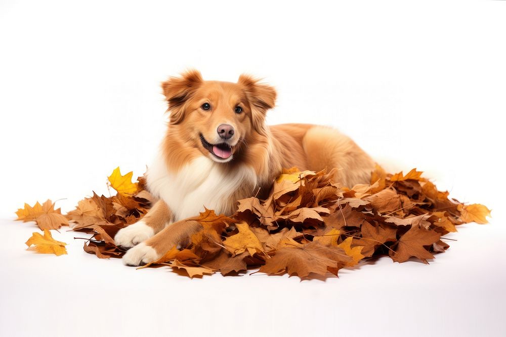 Autmn leaves dog mammal animal. AI generated Image by rawpixel.