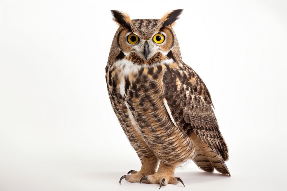 Great horned owl animal bird beak. AI generated Image by rawpixel.