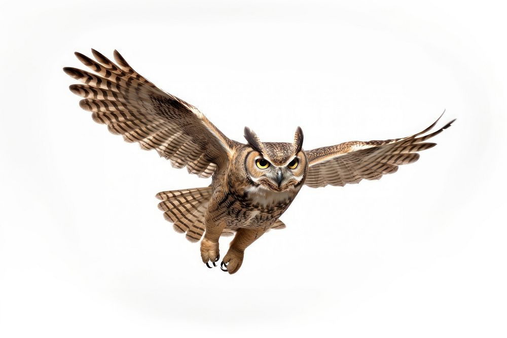 Great horned owl animal flying bird. AI generated Image by rawpixel.