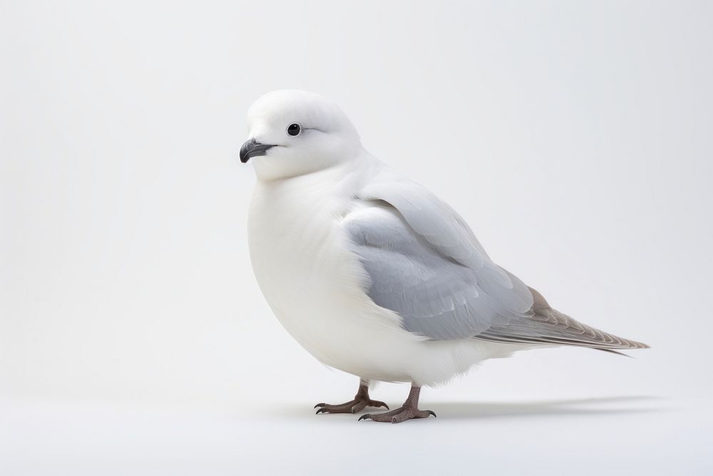 Fulmar seagull animal pigeon. AI generated Image by rawpixel.