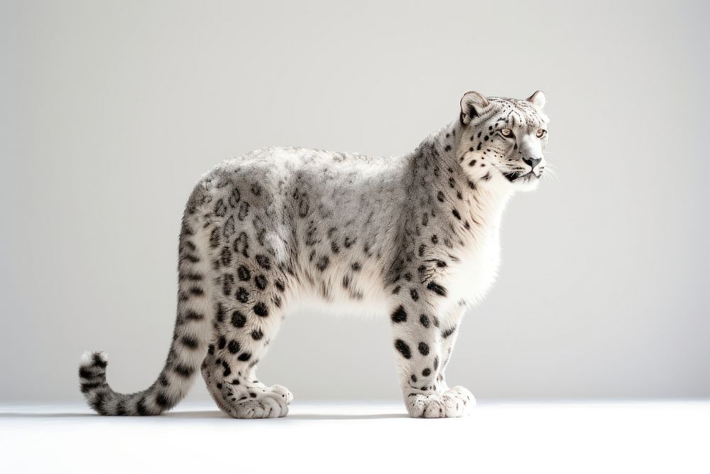 Snow leopard wildlife cheetah animal. AI generated Image by rawpixel.