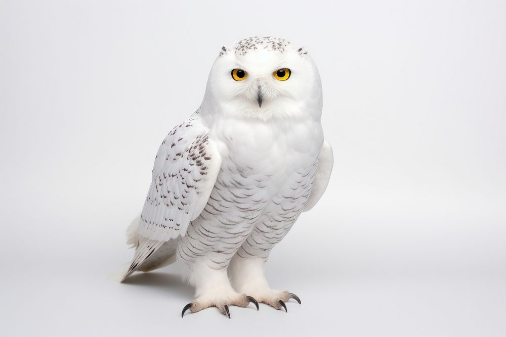 Polar owl animal white bird. AI generated Image by rawpixel.