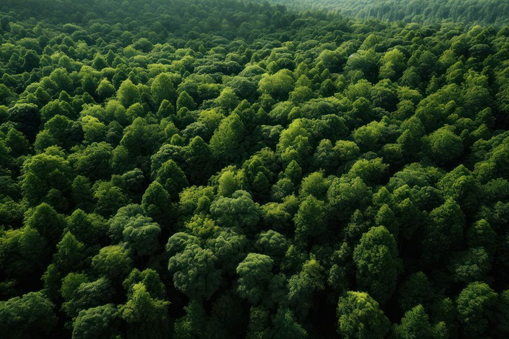 Green forest vegetation outdoors woodland. 