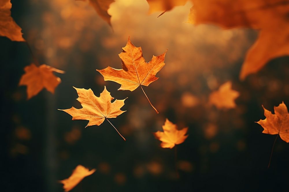 Autumn background backgrounds leaves forest. AI generated Image by rawpixel.
