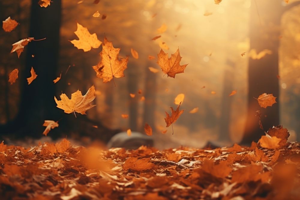 Autumn background backgrounds forest leaves. 