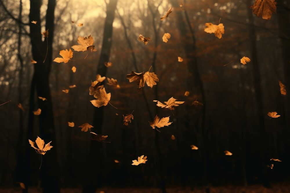 Autumn leaves autumn forest sunlight. 