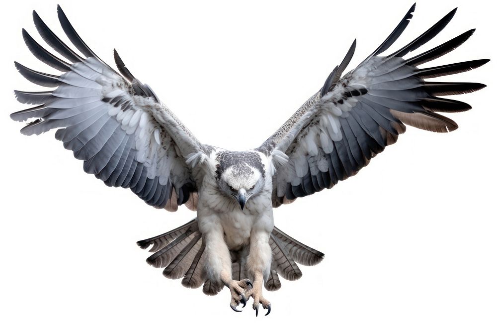 Harpy eagle vulture animal flying.
