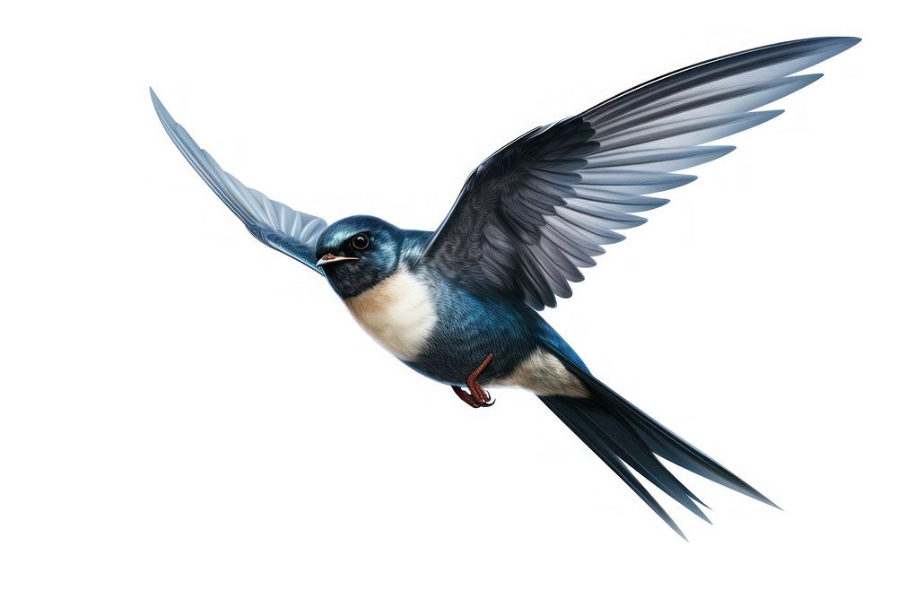 Swallow animal flying bird. AI generated Image by rawpixel.