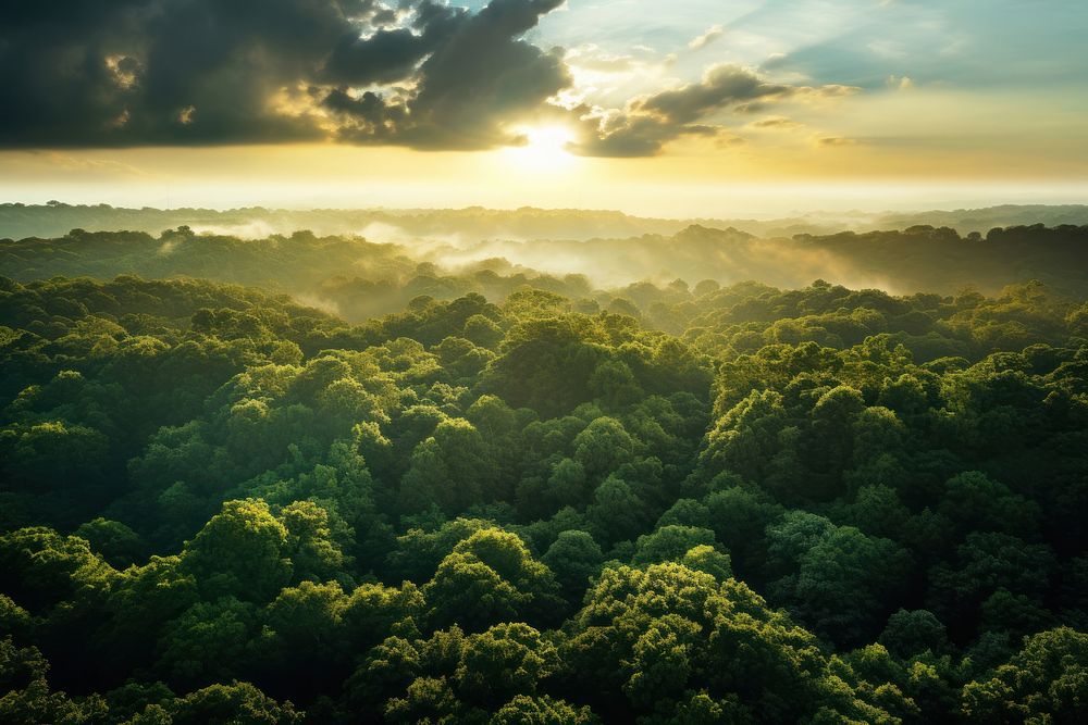 Forest vegetation outdoors woodland. 