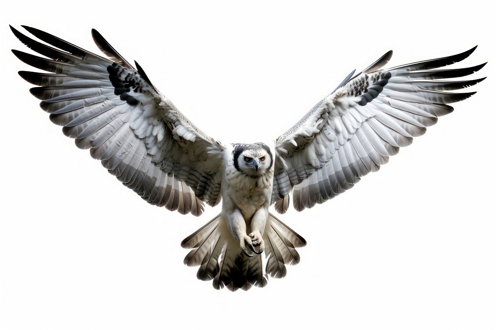 Harpy eagle flying animal bird. AI generated Image by rawpixel.