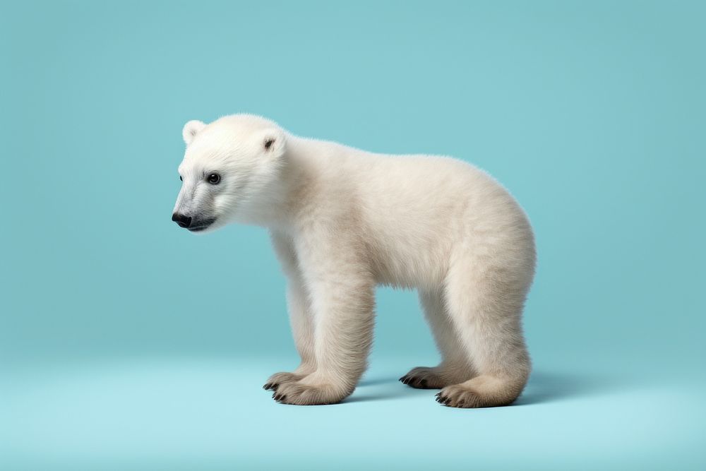 Baby polar bear wildlife animal mammal. AI generated Image by rawpixel.