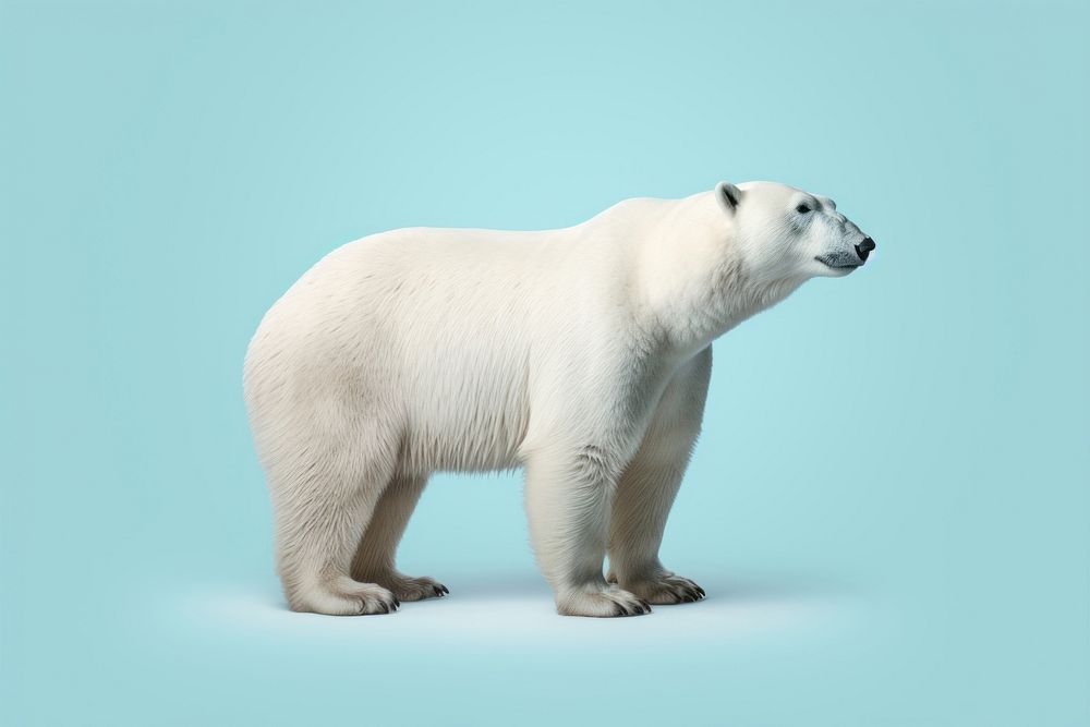 Chubby polar bear wildlife animal mammal. AI generated Image by rawpixel.