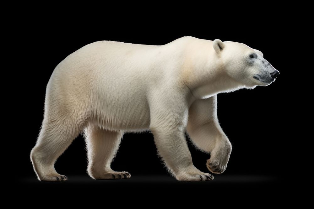 Polar bear walking wildlife animal mammal. AI generated Image by rawpixel.