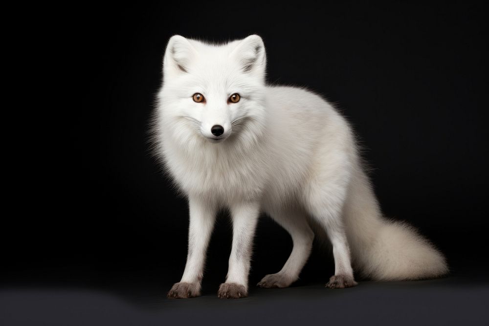 Wild arctic fox wildlife animal mammal. AI generated Image by rawpixel.