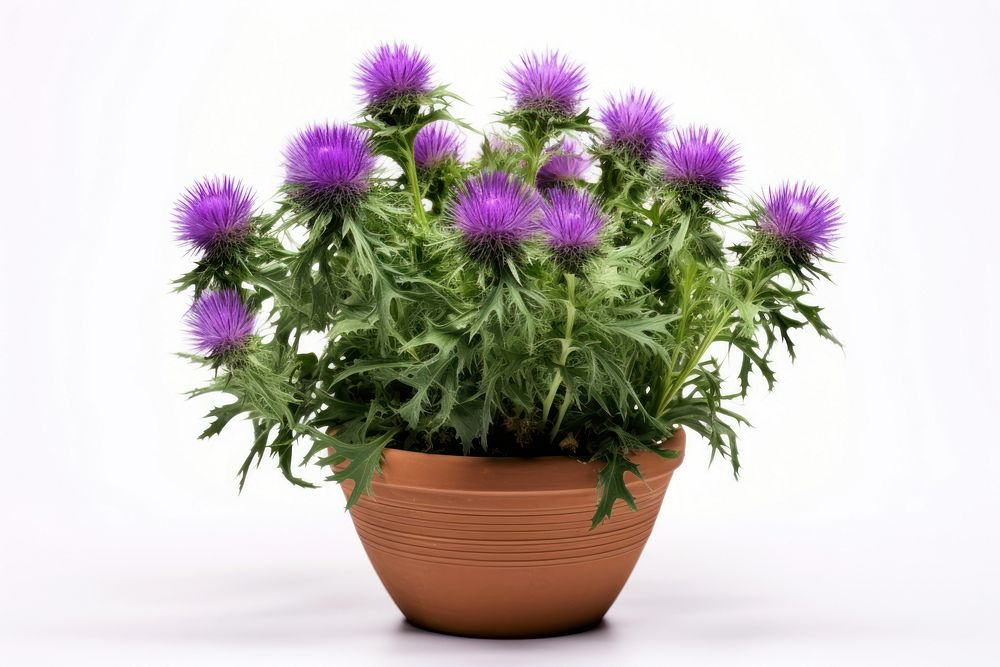 Thistle flower purple plant. AI generated Image by rawpixel.
