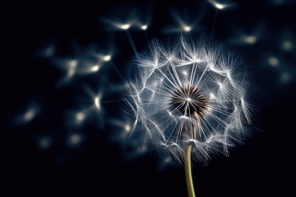 Dandelion softness flower plant. AI generated Image by rawpixel.