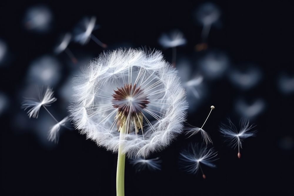 Dandelion softness flower plant. AI generated Image by rawpixel.