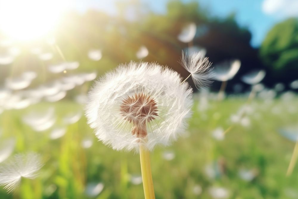 Dandelion softness outdoors nature. AI generated Image by rawpixel.