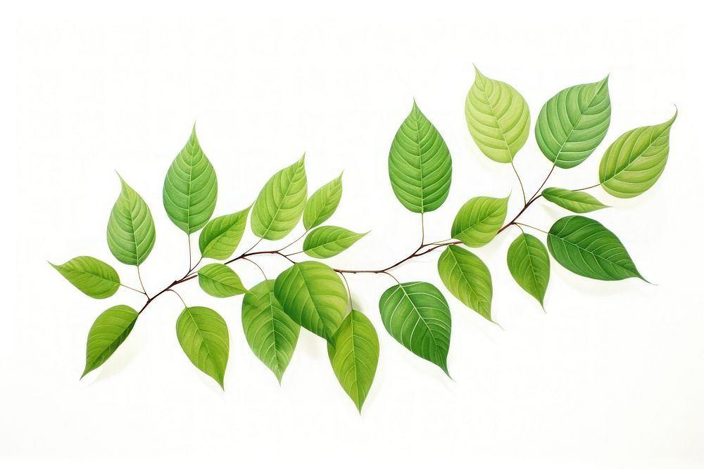 Green leaves green plant leaf. AI generated Image by rawpixel.