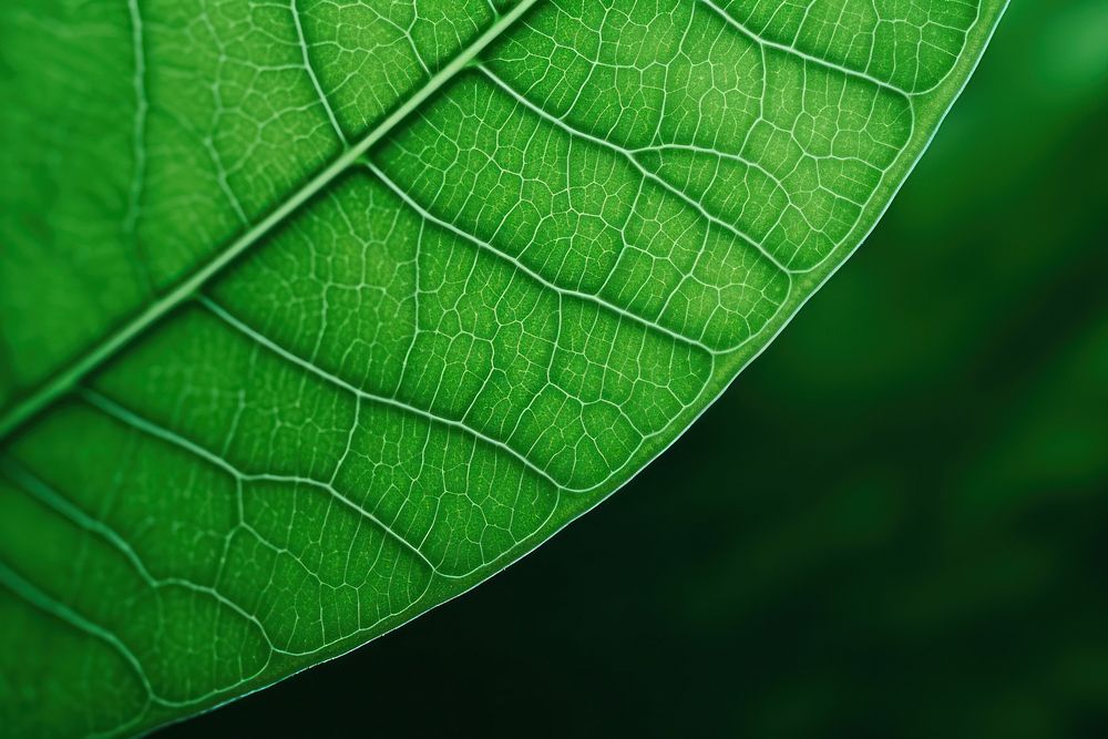 Leaf Cinemagraph green backgrounds. AI generated Image by rawpixel.