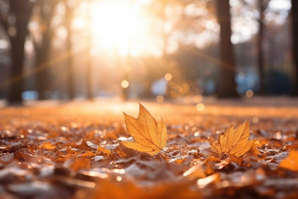 Autumn backgrounds sunlight leaves. AI generated Image by rawpixel.