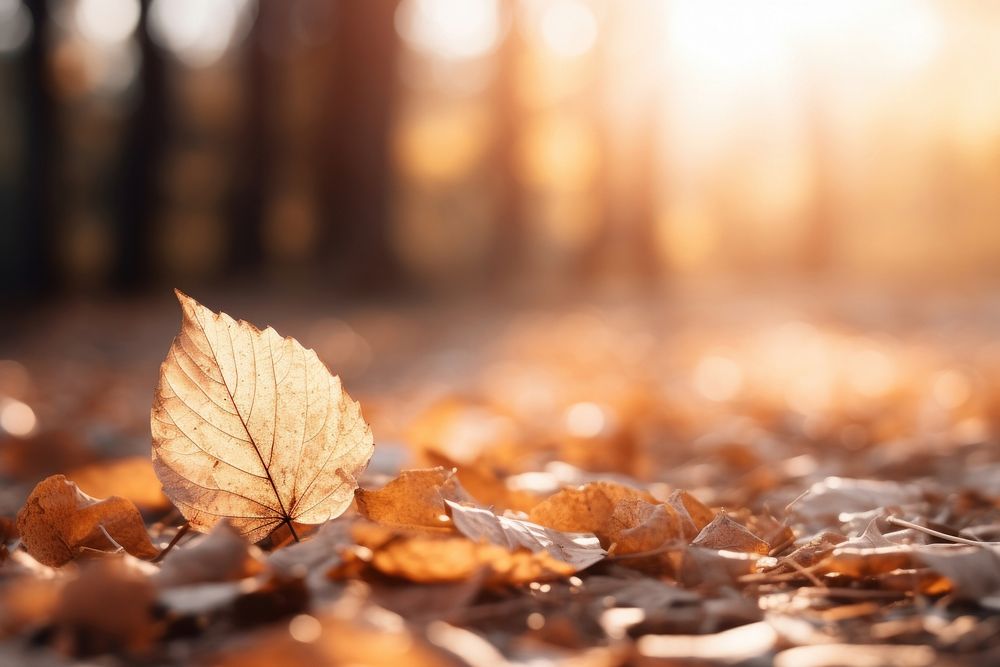 Autumn backgrounds sunlight outdoors. AI generated Image by rawpixel.