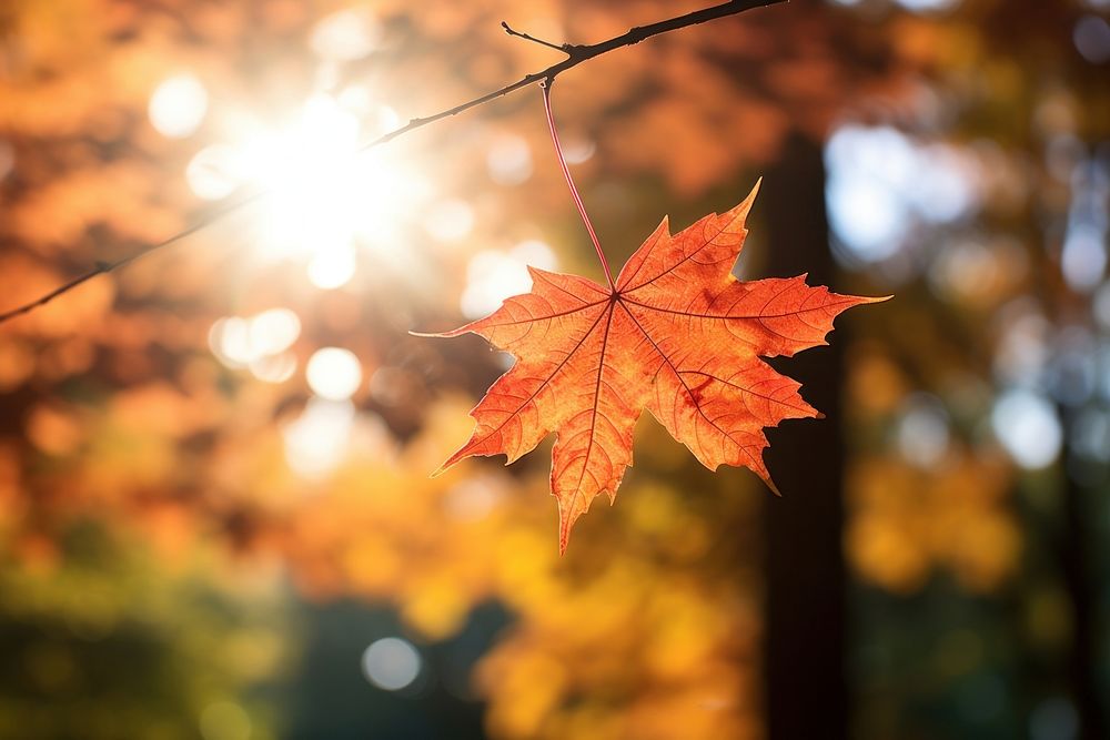 Maple leaf sunlight autumn plant. AI generated Image by rawpixel.