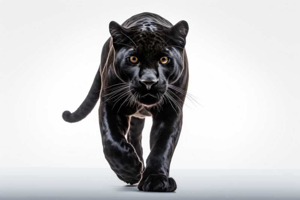 Black panther wildlife leopard animal. AI generated Image by rawpixel.
