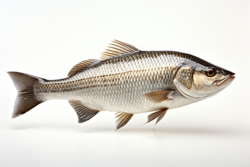 Grayling seafood animal fish. AI generated Image by rawpixel.