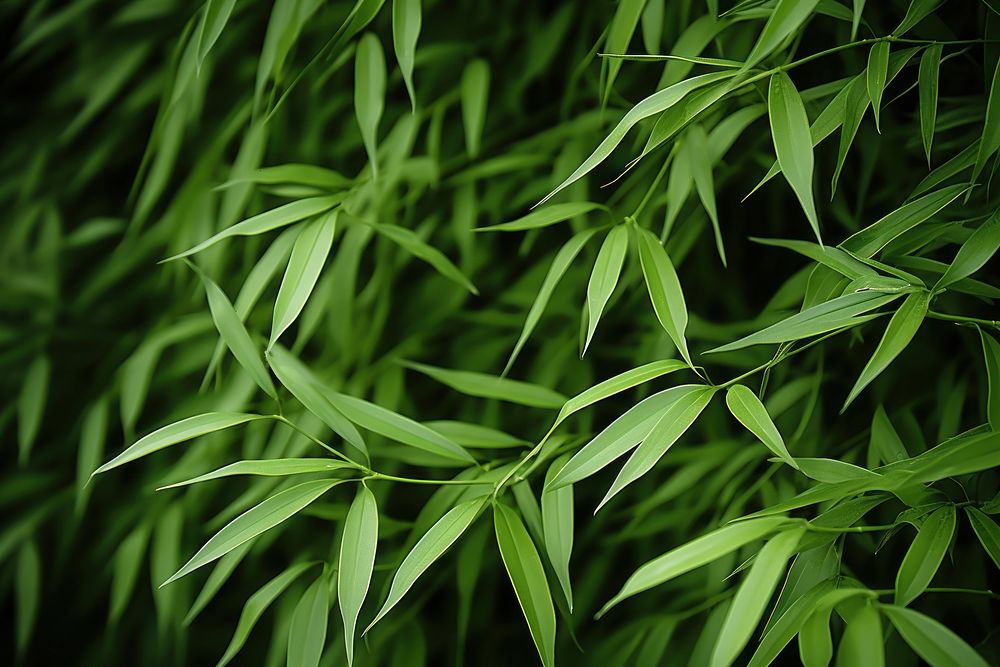 Bamboo green backgrounds nature. AI generated Image by rawpixel.